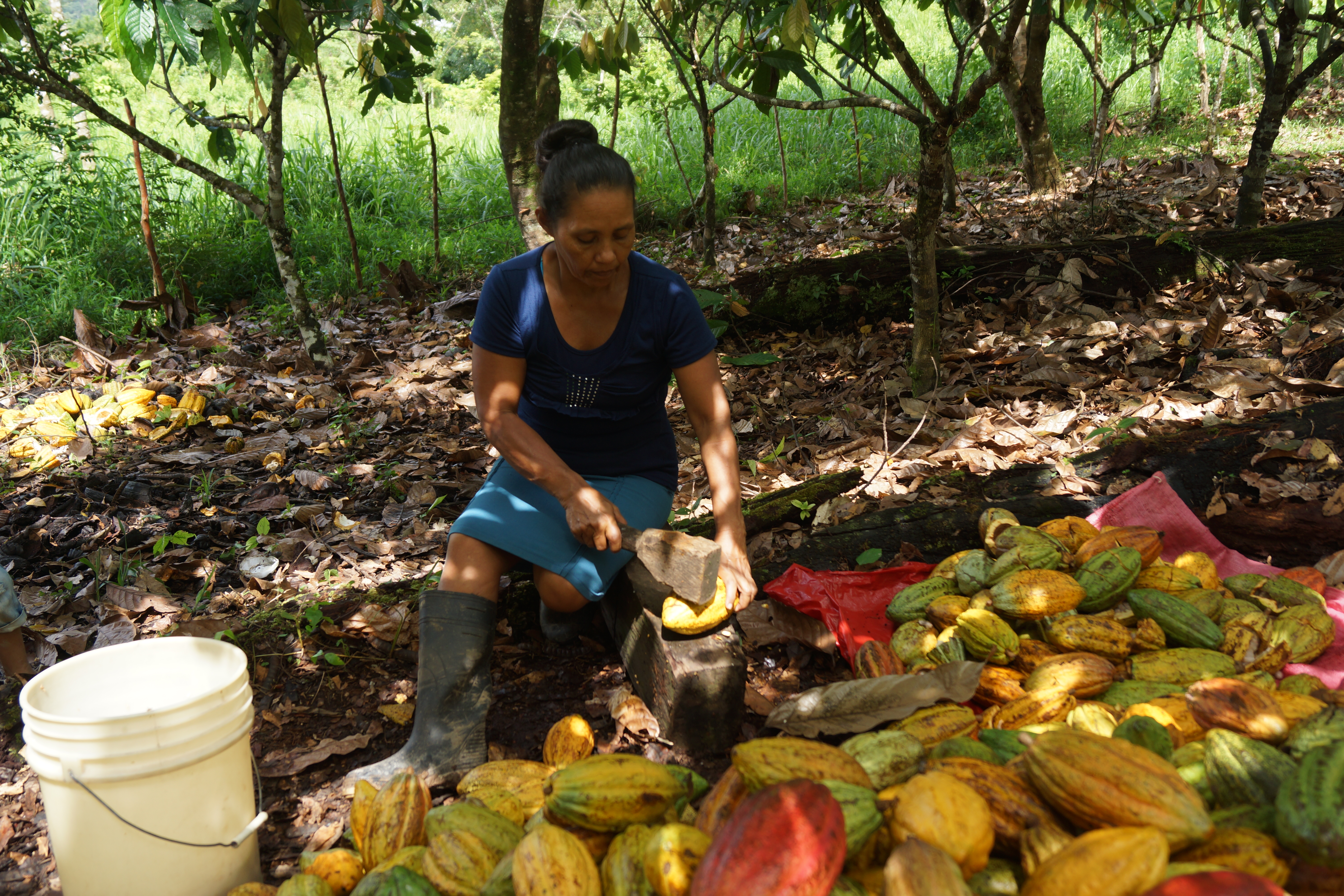 El rubro Cacao es uno de los que más auge ha venido tomando en los últimos años en el Triángulo Minero, el cual aporta aproximadamente entre el 30-35% de la producción nacional del país, lo que significan unas 1,200 – 1,500 toneladas de acuerdo a datos de la empresa RITTER SPORT NICARAGUA S.A, principal mercado de este rubro en el país, sin embargo el aporte de las mujeres productoras en la producción es invisibilizado en las coberturas mediáticas.