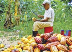 Crece 20% producción de cacao en ciclo 2022-2023