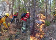 Incendios consumieron casi 128 mil héctareas de bosques en Honduras