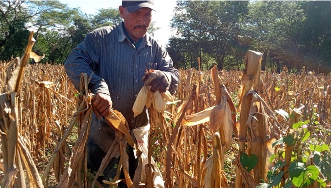 Producción de maíz supera 5 millones de quintales