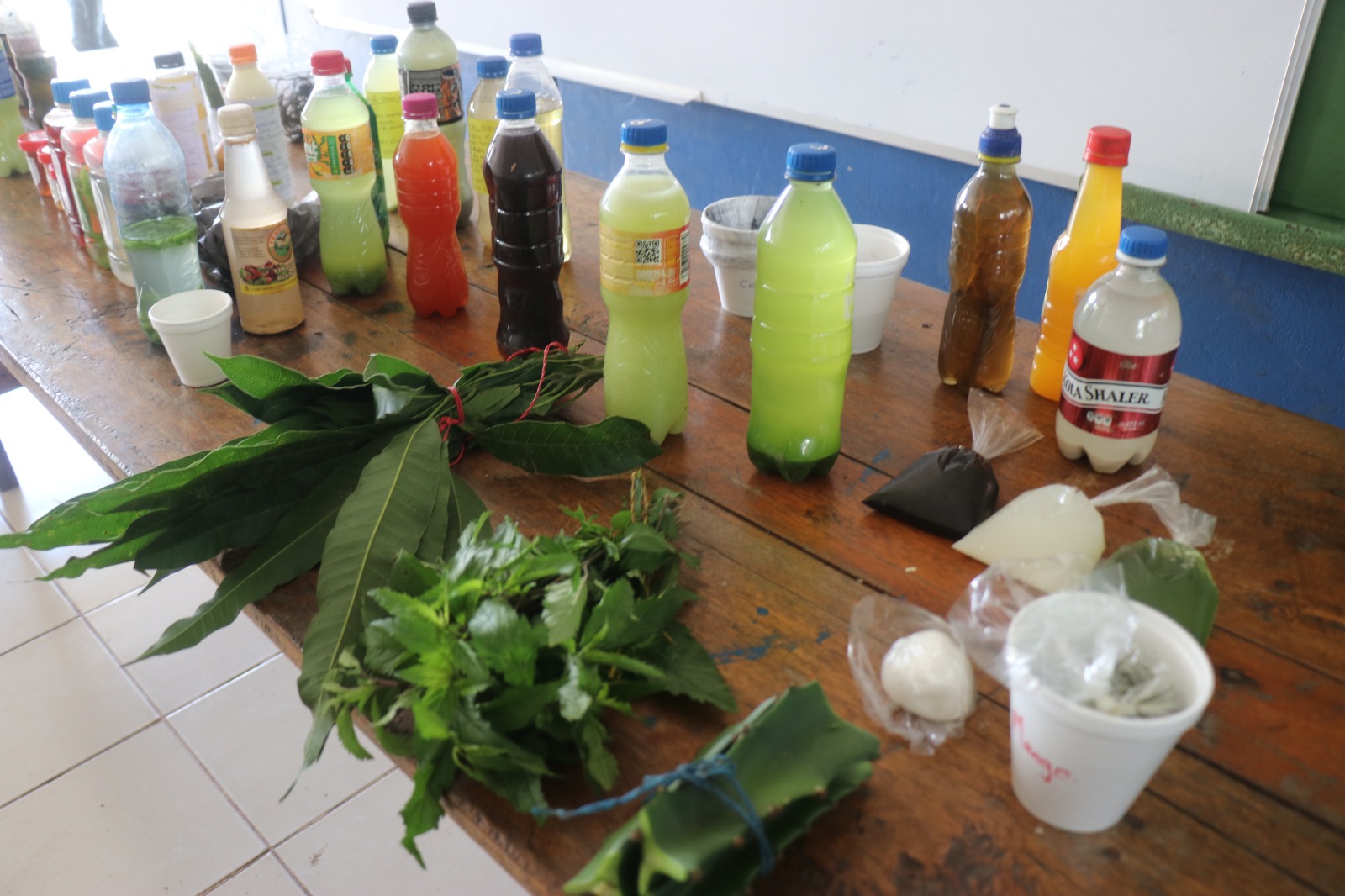Estudiantes de UNICAM- URACCAN Las Minas sobresalen con Medicina Natural para ganado