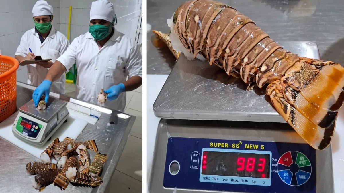 INPESCA realiza muestreo biológico de langosta en Bilwi