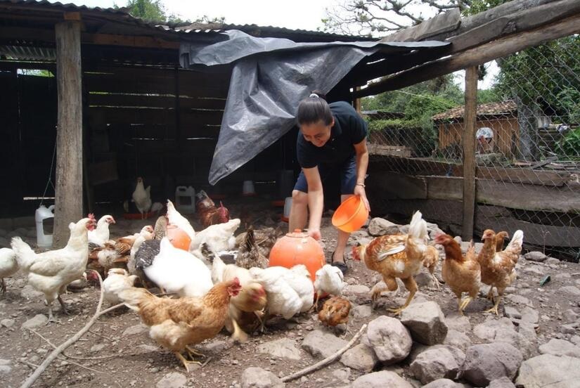 MAG reporta más de 994 mil cajillas de huevos producidas en fincas durante el mes de enero