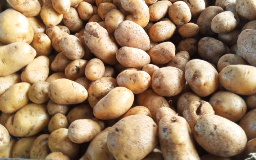 Nicaragua proyecta cosecha de 90 mil quintales de papas entre febrero y abril