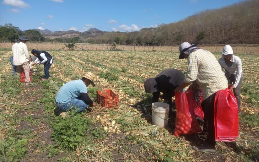 Familias productoras de Nicaragua proyectan cosechar 175,033 quintales de cebolla en marzo de este año