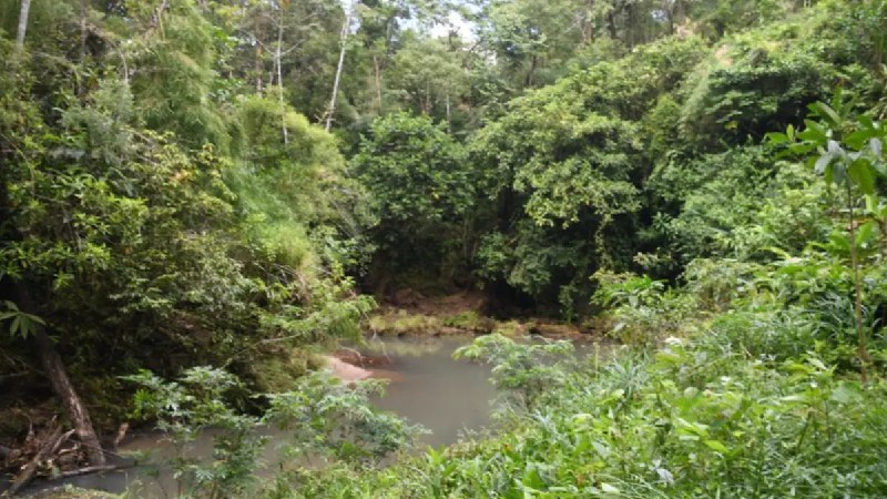 Reserva Natural en el Caribe Norte: un Santuario de Biodiversidad y Sostenibilidad