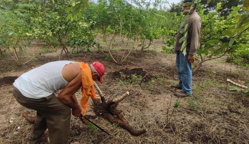 Nicaragua logró producir 2.5 millones de quintales de yuca durante el año 2024