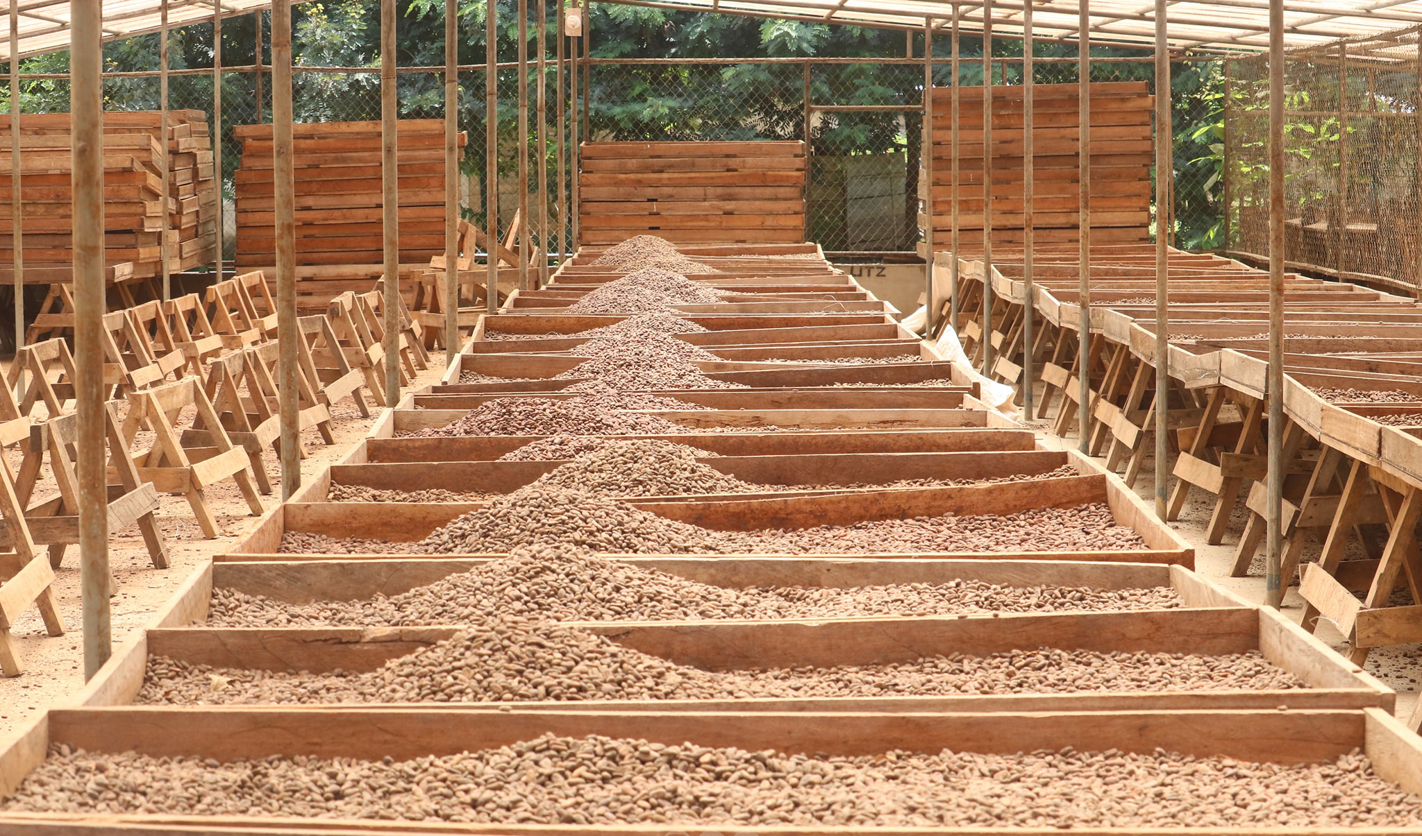 Productores prevén cosechar 213 mil quintales de cacao