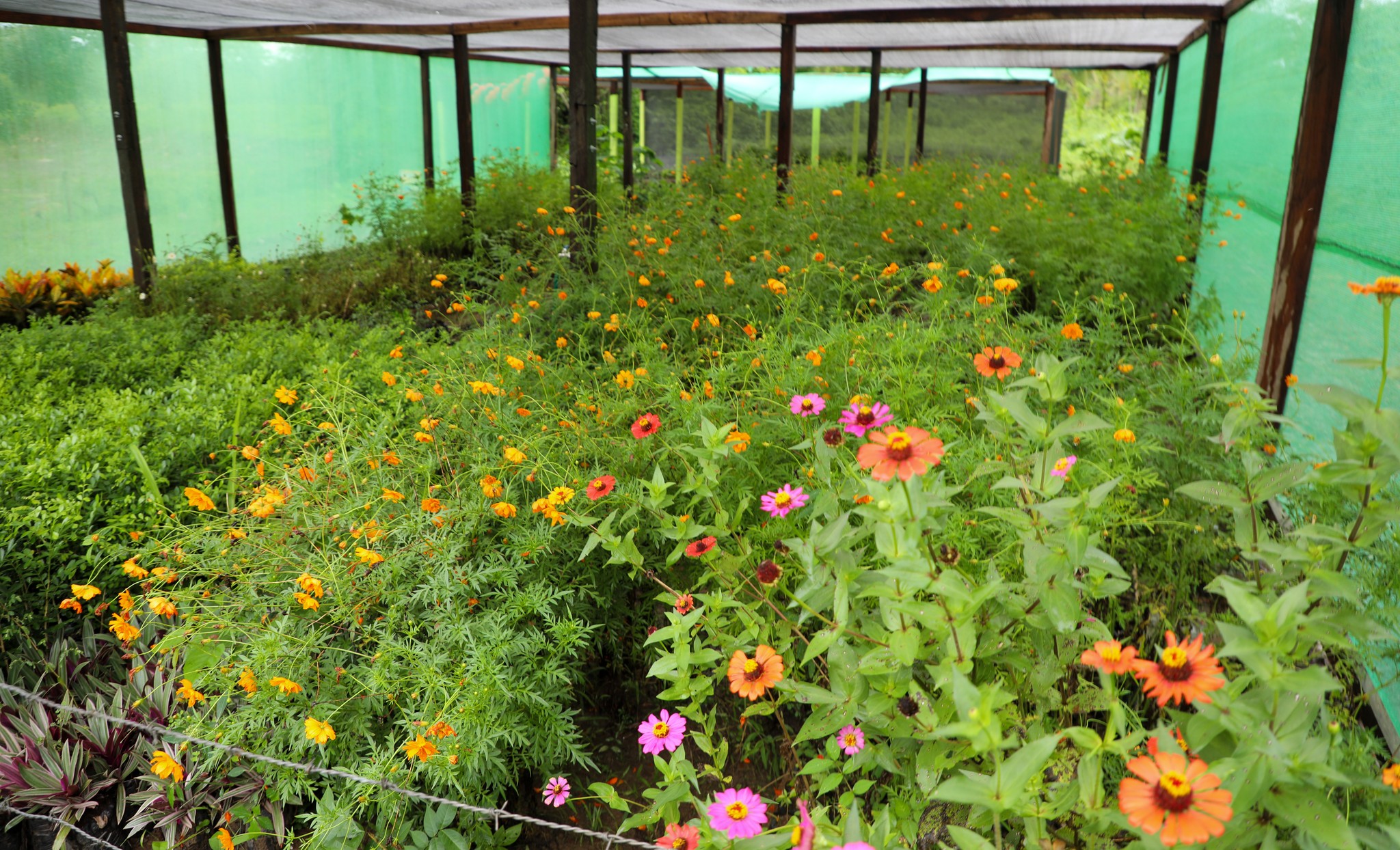 Siuna inaugura vivero municipal con más de 10 mil plantas ornamentales, frutales y medicinales