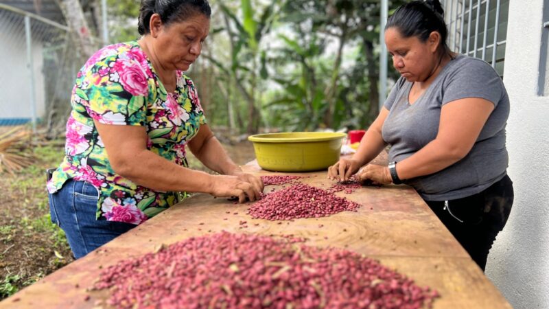 INTA presenta tecnologías para el manejo de la cosecha de frijol del ciclo de primera