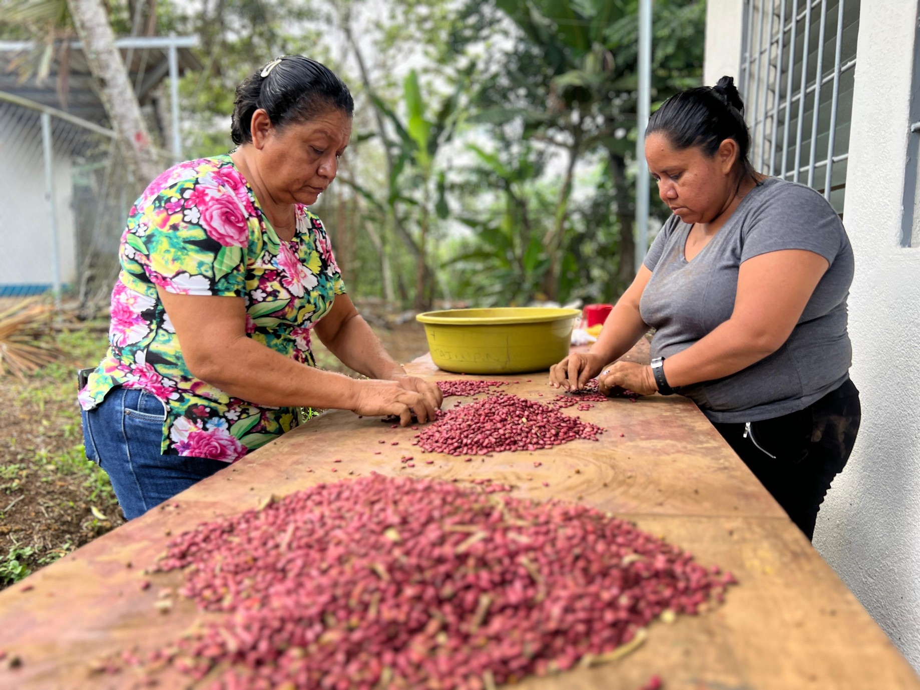INTA presenta tecnologías para el manejo de la cosecha de frijol del ciclo de primera