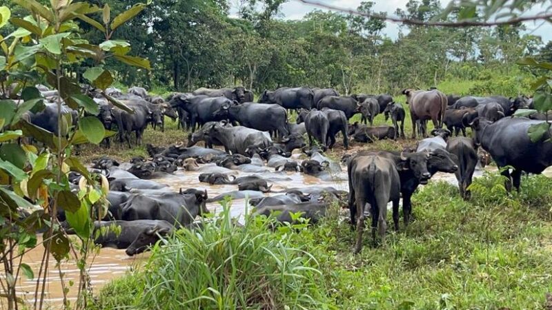Más de 2 mil búfalos en 300 fincas reporta el Ministerio Agropecuario