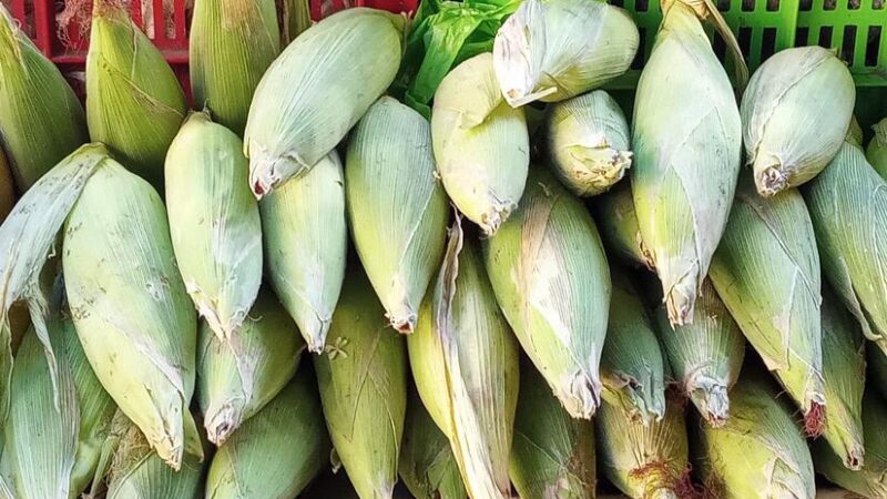 Producción de elotes registra 1.74 millones de unidades a nivel nacional