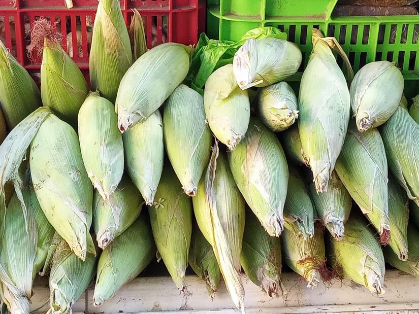 Producción de elotes registra 1.74 millones de unidades a nivel nacional