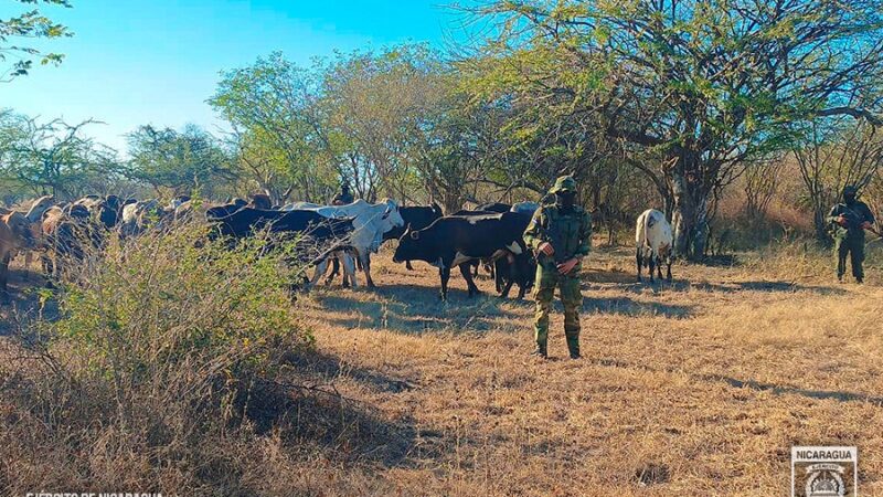 El Ejército de Nicaragua retuvo a los ciudadanos con semovientes trasladados de manera ilegal