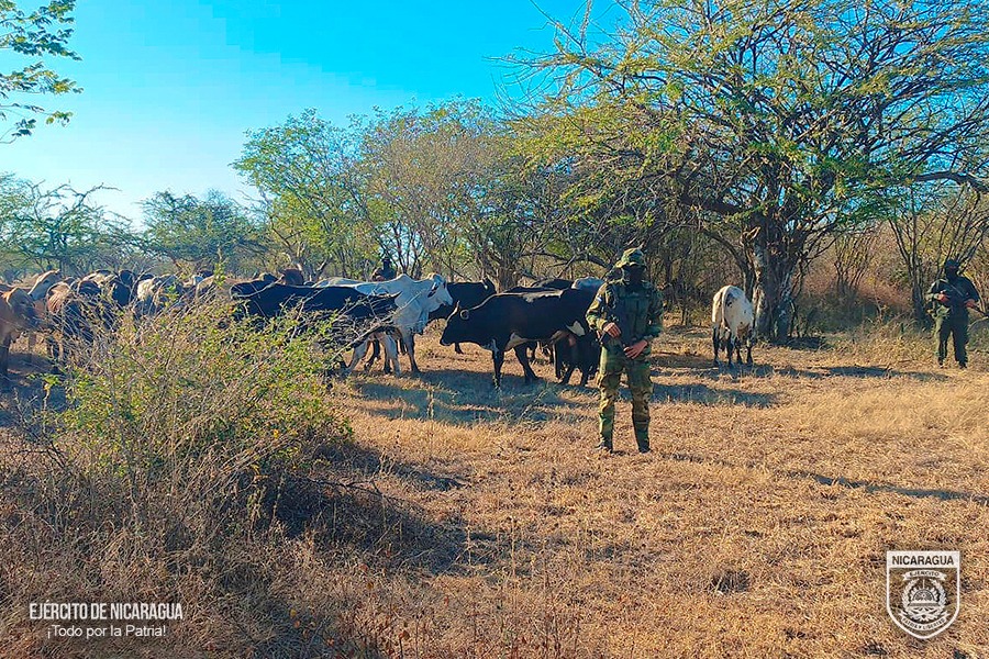 El Ejército de Nicaragua retuvo a los ciudadanos con semovientes trasladados de manera ilegal