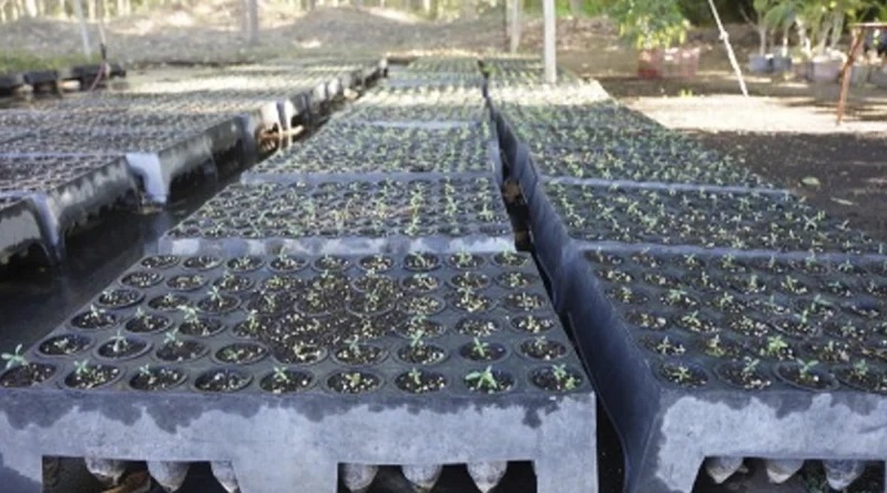 MARENA producirá más de 100 mil plantas forestales en 2026