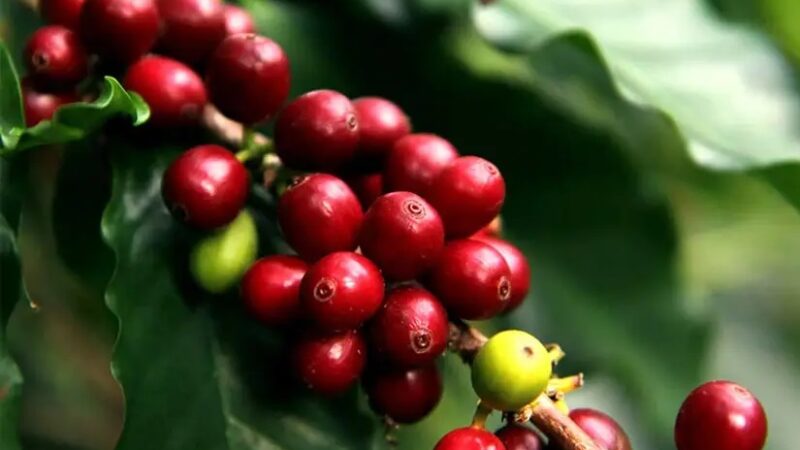 Nicaragua alcanza cifra récord en exportación de café