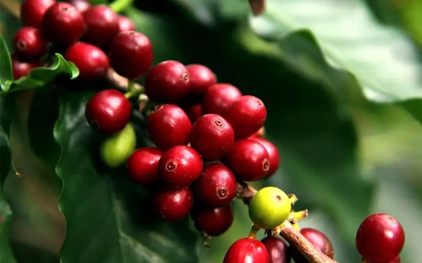 Nicaragua alcanza cifra récord en exportación de café