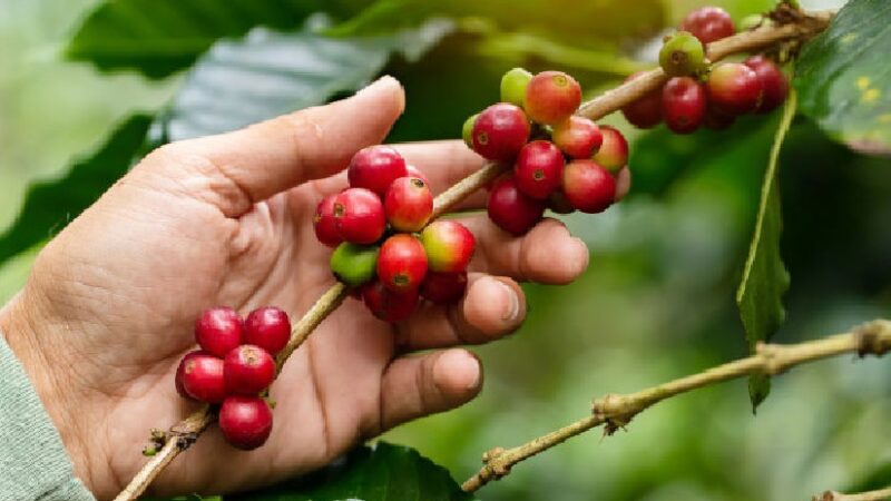 Café nicaragüense se expande a 55 países y crece en mercados asiáticos