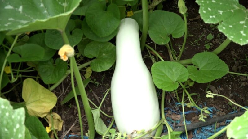 Cultivo de pipián impulsa economía de familias productoras