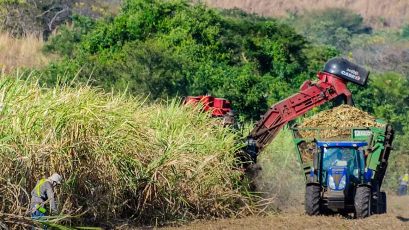 Producción azucarera presenta avance de 15.9 millones de quintales