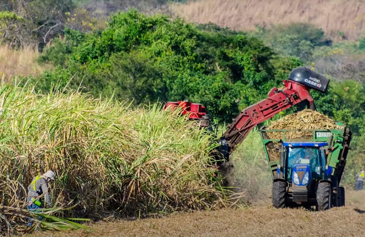 Producción azucarera presenta avance de 15.9 millones de quintales