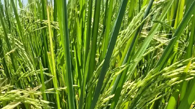 Producción de arroz en Nicaragua alcanza 5.8 millones de quintales entre enero y mayo de 2026