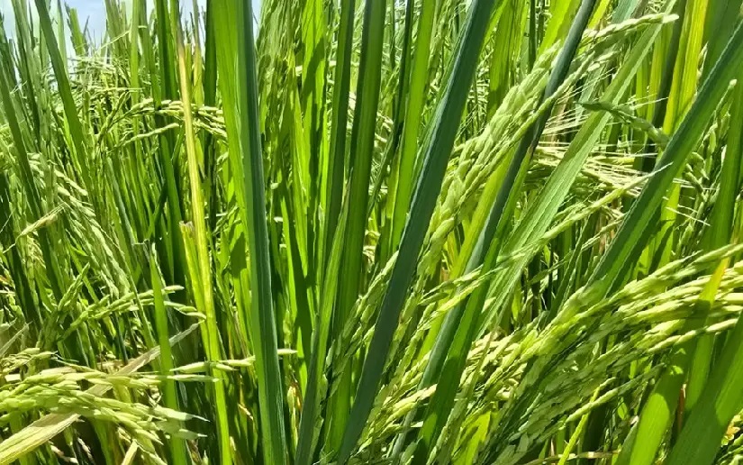 Producción de arroz en Nicaragua alcanza 5.8 millones de quintales entre enero y mayo de 2026