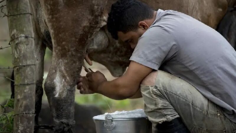 Trazabilidad lechera fortalece la calidad, seguridad alimentaria y exportaciones de Nicaragua