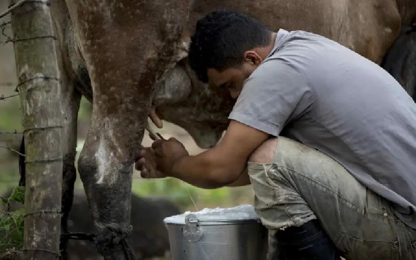 Trazabilidad lechera fortalece la calidad, seguridad alimentaria y exportaciones de Nicaragua