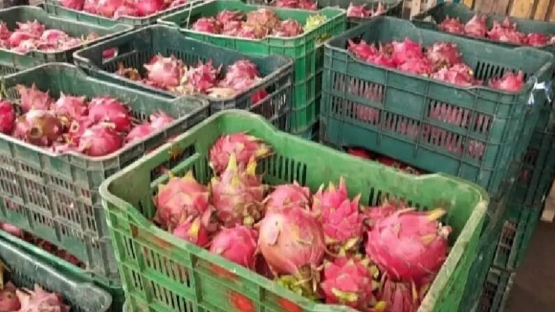 MAG reporta cosecha de 151.400 kilogramos de pitahaya en 2026